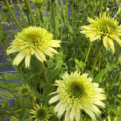 Purpur-Sonnenhut 'Honeydew' Purpur-Sonnenhut 'Honeydew'