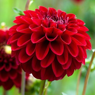 Pompondahlie 'Natal'