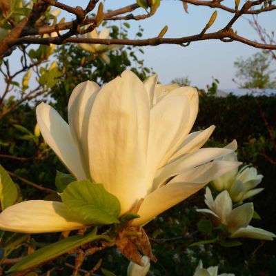 Goldmagnolie 'Yellow River' Goldmagnolie 'Yellow River'