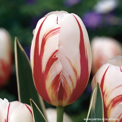 Triumph-Tulpe 'Carneval de Rio' - 7 Stück