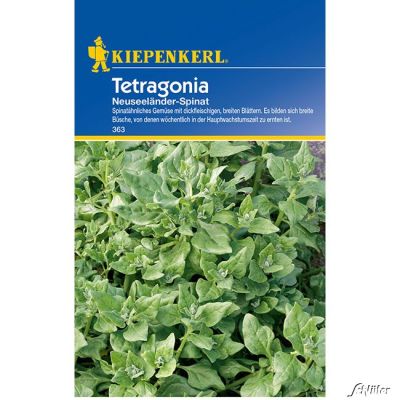 Neuseeländer Spinat 'Tetragonia' Neuseeländer Spinat 'Tetragonia'