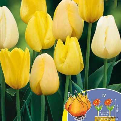 Triumph-Tulpe 'Gelbes Farbenspiel' - 25 Stück