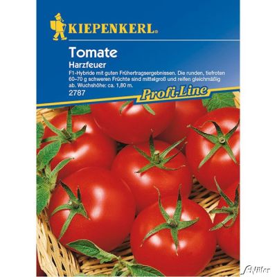Tomate 'Harzfeuer F1' Tomate 'Harzfeuer F1'