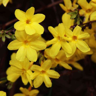 Winterjasmin Winterjasmin