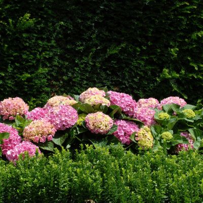 Ballhortensie 'Forever & Ever® Pink' Ballhortensie 'Forever & Ever® Pink'