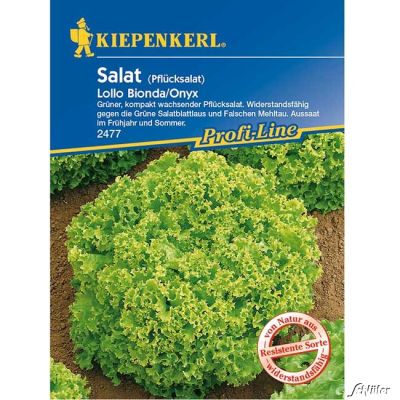 Pflücksalat 'Lollo Bionda' Pflücksalat 'Lollo Bionda'