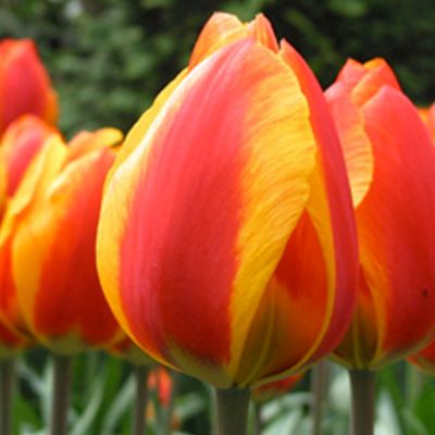 Einfache frühe Tulpe 'Flair' - 7 Stück Einfache frühe Tulpe 'Flair' - 7 Stück