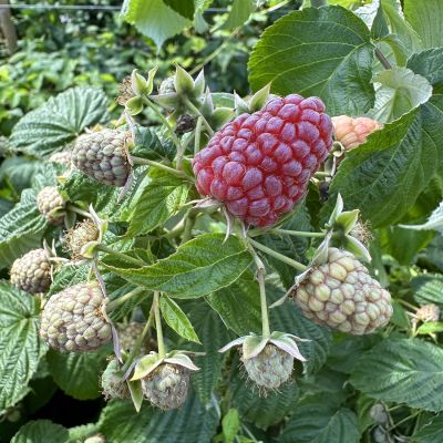Dornenlose Herbsthimbeere Primeberry® 'Purple Love®'