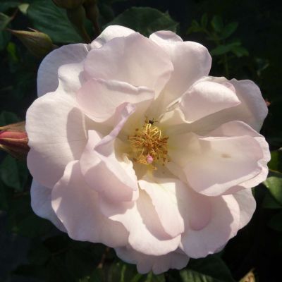 Moderne Strauchrose 'Penelope' Moderne Strauchrose 'Penelope'