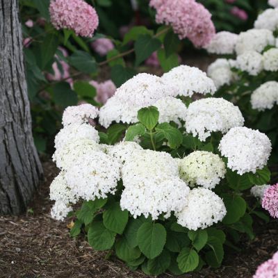 Ballhortensie 'Bella Ragazza® Blanchetta'