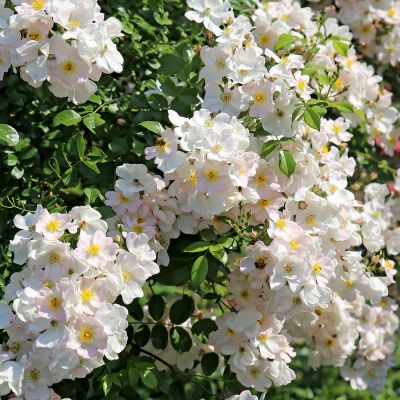 Strauchrose 'Apfelblüte®' Strauchrose 'Apfelblüte®'