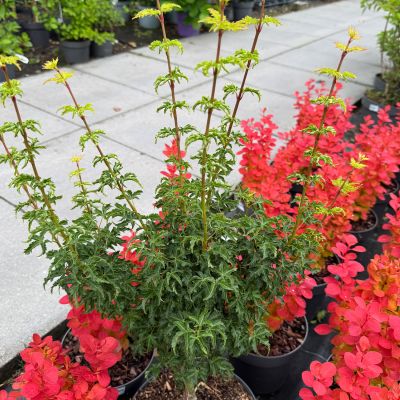 Fächerahorn 'Shishigashira' Fächerahorn 'Shishigashira'