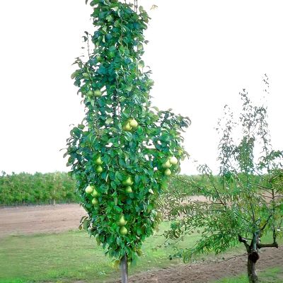 Säulenbirne 'Decora' Säulenbirne 'Decora'