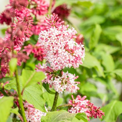 Botanischer Flieder 'Miss Canada'