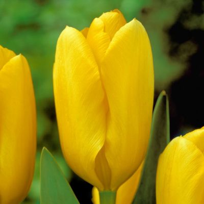 Fosteriana Tulpe 'Candela' 7 Stück