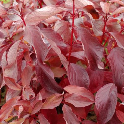 Rotholziger Hartriegel 'Baton Rouge®' Rotholziger Hartriegel 'Baton Rouge®'