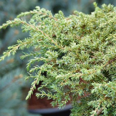 Grüner Kriechwacholder 'Green Carpet'