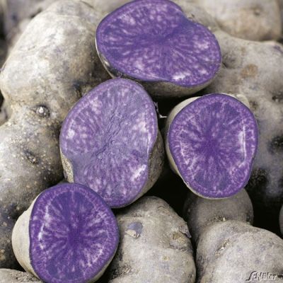 Blaue Pflanzkartoffeln 'Blaue St. Galler' Blaue Pflanzkartoffeln 'Blaue St. Galler'