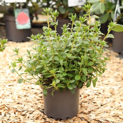 Japanische Azalee 'Palestrina' Japanische Azalee 'Palestrina'