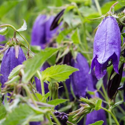 Großblütige Glockenblume 'Sarastro'