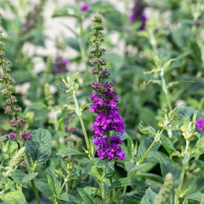 Zwerg-Sommerflieder 'Blue Chip Jr®'