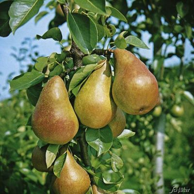 Birne 'Gute Luise' Birne 'Gute Luise'