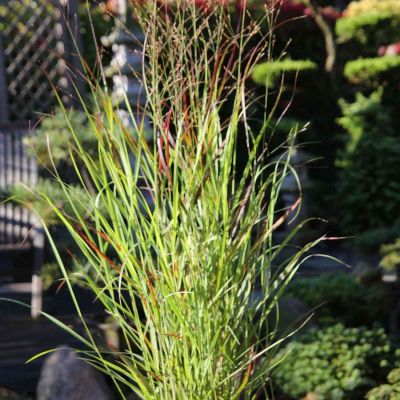 Rutenhirse 'Rehbraun'