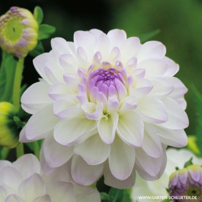 Schmuckdahlie 'Eveline' - 1 Stück