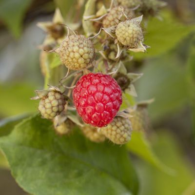 Herbst-Himbeere 'Autumn Belle®' Herbst-Himbeere 'Autumn Belle®'