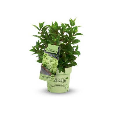 Zwerg-Rispenhortensie 'Groundbreaker® Greeny' 1,5 Liter Topf