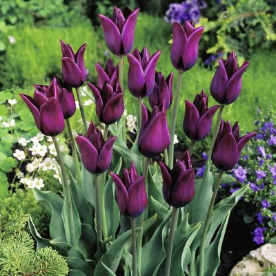 Triumph-Tulpe 'Havran' - 7 Stück
