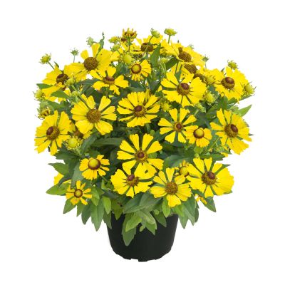 Sonnenbraut 'Helias Yellow' - Helenium helias Yellow - C3