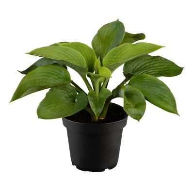 Funkie 'Elegans' Funkie 'Elegans'