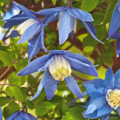 Clematis 'Frances Rivis' Clematis 'Frances Rivis'