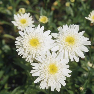 Sommermargerite 'Wirral Supreme'
