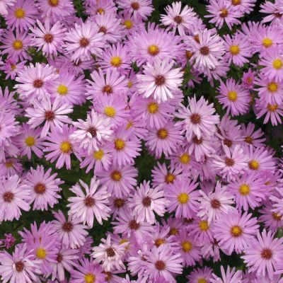Kissen-Aster 'Herbstgruß vom Bresserhof'