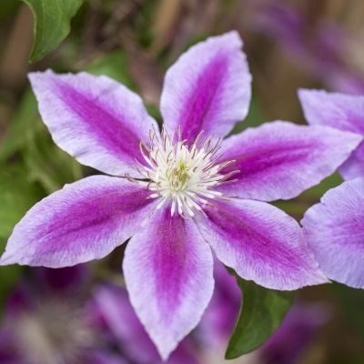 Clematis 'Dr. Ruppel' Clematis 'Dr. Ruppel'