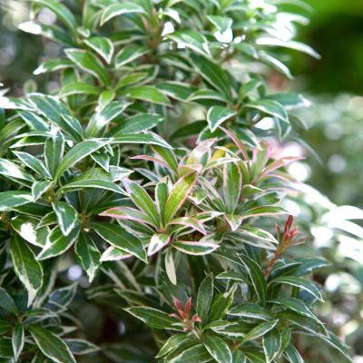 Lavendelheide / Schattenglöckchen 'Variegata' Lavendelheide / Schattenglöckchen 'Variegata'