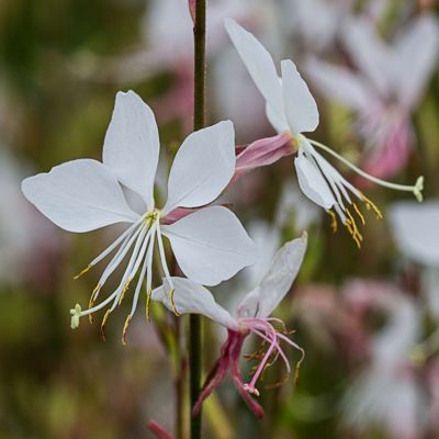 Prachtkerze 'Whirling Butterflies' Prachtkerze 'Whirling Butterflies'