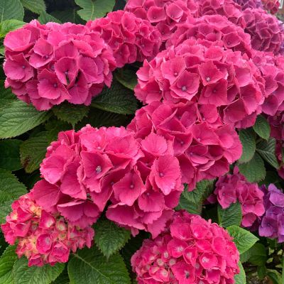 Ballhortensie 'Masja'/ 'Sibilla'  Ballhortensie 'Masja'/ 'Sibilla'