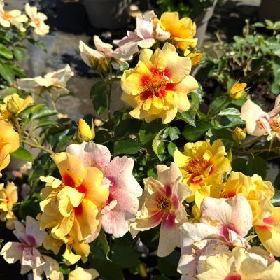 Persische Rose 'Eye of the Tiger®'